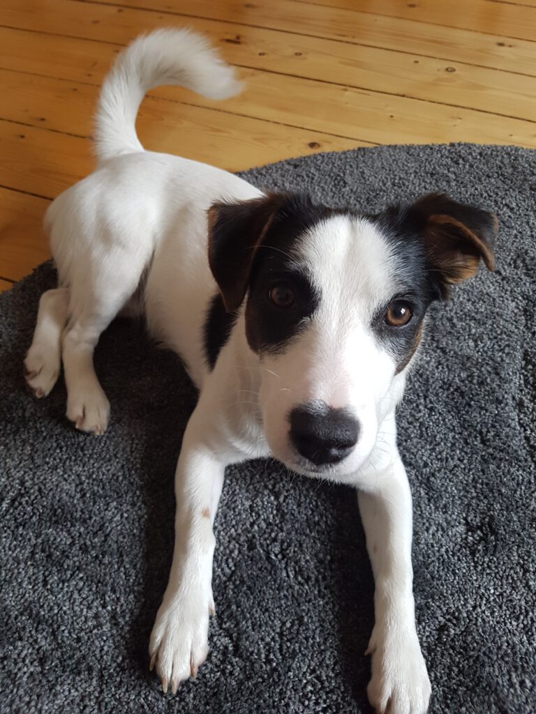 Maren Westphal Hobby Hund Fiete