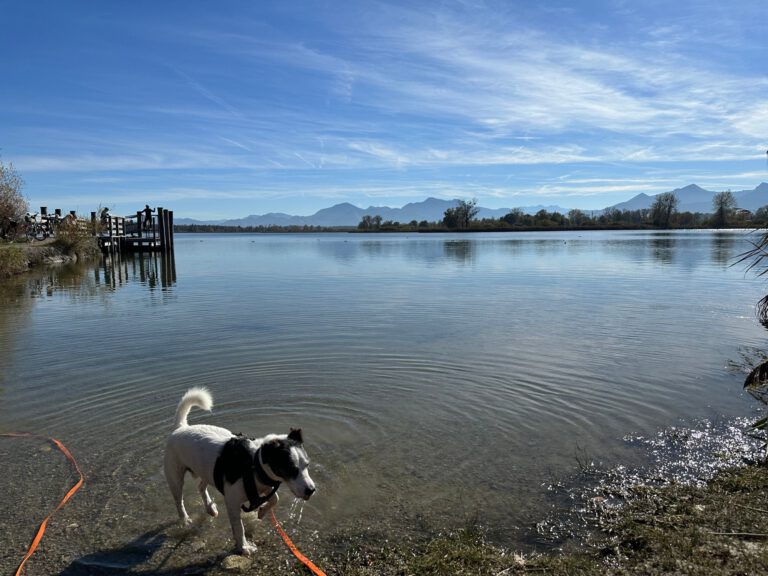 Hund Fiete steht im flachen Wasser am Chiemsee